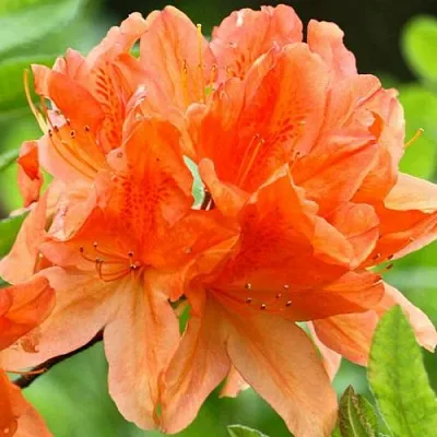 Азалия ГЕЙША ОРАНЖ японская  Азалия ГЕЙША ОРАНЖ японская в Пскове