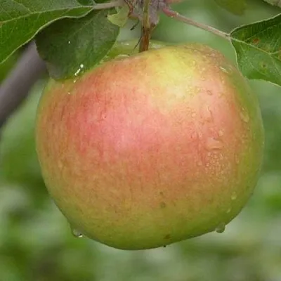 Яблоня БРЯНСКОЕ ЗОЛОТИСТОЕ  Яблоня БРЯНСКОЕ ЗОЛОТИСТОЕ в Пскове