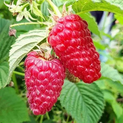 Малина ПШЕХИБА  Малина ПШЕХИБА в Пскове