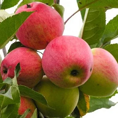 Яблоня МЕЧТА  Яблоня МЕЧТА в Пскове