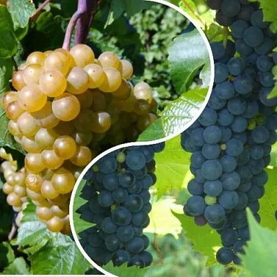 Комплект ИНЬ-ЯНЬ в Пскове