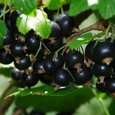 Смородина черная ГЛОБУС в Пскове