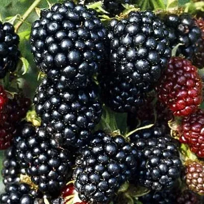 Ежевика ЭВЕРГРИН бесшипная в Пскове