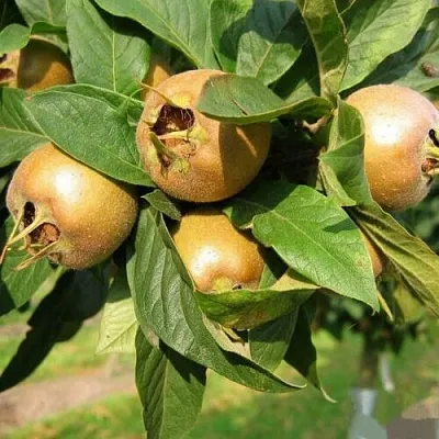 МУШМУЛА  в Пскове