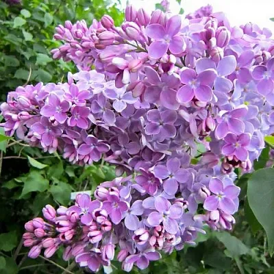 Сирень ОЛЯ  Сирень ОЛЯ в Пскове