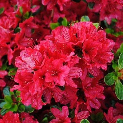 Азалия ХИНО КРИМСОН японская  Азалия ХИНО КРИМСОН японская в Пскове