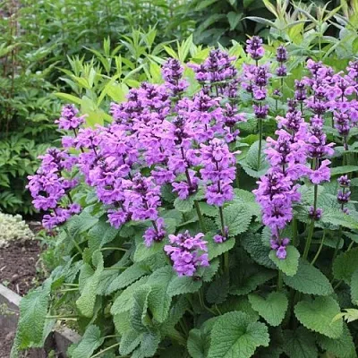 Буквица крупноцветковая  Буквица крупноцветковая в Пскове