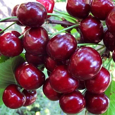 Вишня ЖУКОВСКАЯ в Пскове