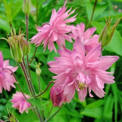 Аквилегия БАРЛОУ ПИНК гибрид МакКаны — описание сорта Аквилегия БАРЛОУ ПИНК гибрид МакКаны в Пскове