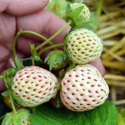 Клубника АНАНАСА ремонтантная — описание сорта Клубника АНАНАСА ремонтантная в Пскове