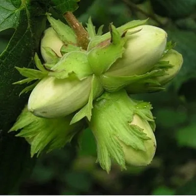 Фундук ТАМБОВСКИЙ ПОЗДНИЙ  Фундук ТАМБОВСКИЙ ПОЗДНИЙ в Пскове