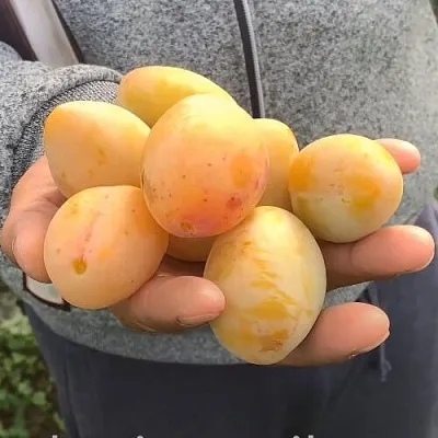 Слива ЯХОНТОВАЯ  Слива ЯХОНТОВАЯ в Пскове