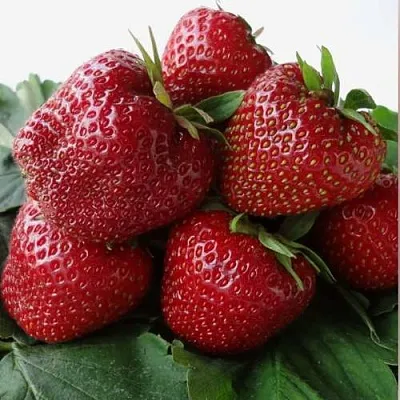 Клубника НАБИЛА  Клубника НАБИЛА в Пскове