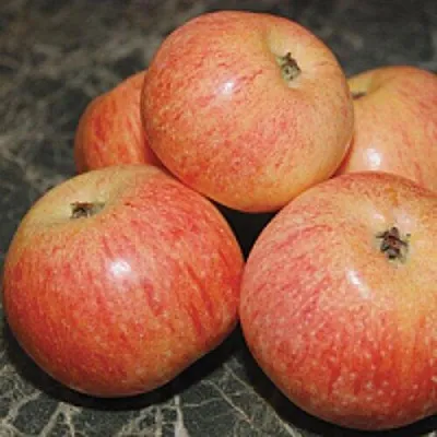 Яблоня КОНФЕТНОЕ  Яблоня КОНФЕТНОЕ в Пскове