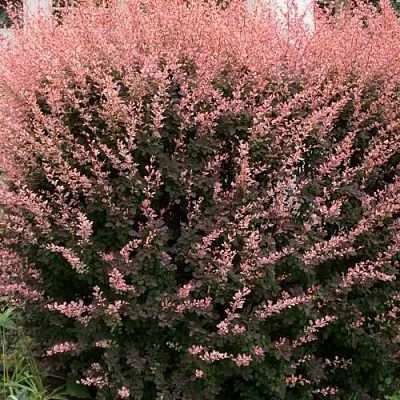 Барбарис РОУЗ ГЛОУ тунберга  Барбарис РОУЗ ГЛОУ тунберга в Пскове