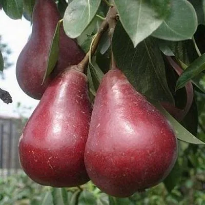 Груша СТАРКРИМСОН  Груша СТАРКРИМСОН в Пскове