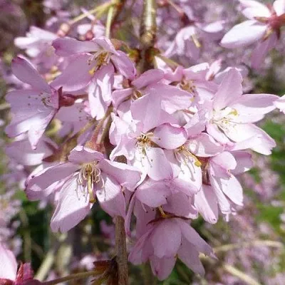 Сакура ПЕНДУЛА РУБРА  Сакура ПЕНДУЛА РУБРА в Пскове