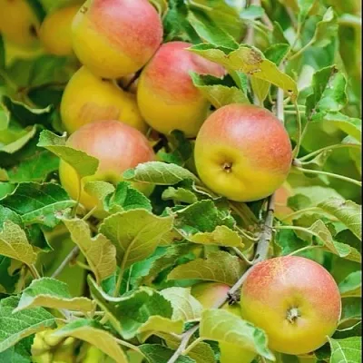 Яблоня ПАМЯТЬ БЛЫНСКОГО колонновидная  Яблоня ПАМЯТЬ БЛЫНСКОГО колонновидная в Пскове
