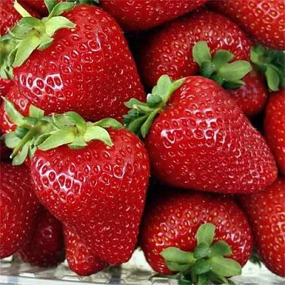 Клубника СКАЛА  Клубника СКАЛА в Пскове