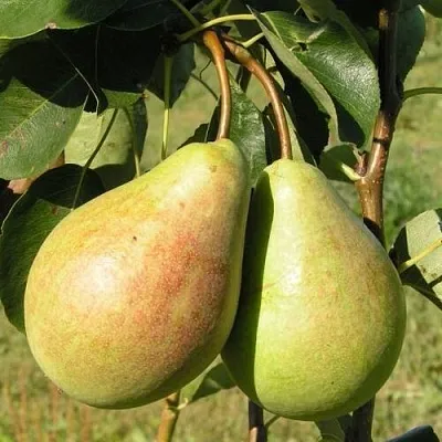 Груша ДУХМЯНАЯ  Груша ДУХМЯНАЯ в Пскове