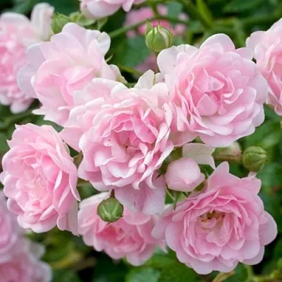 Саженцы роз ЗЕ ФЕЙРИ почвопокровная в Пскове