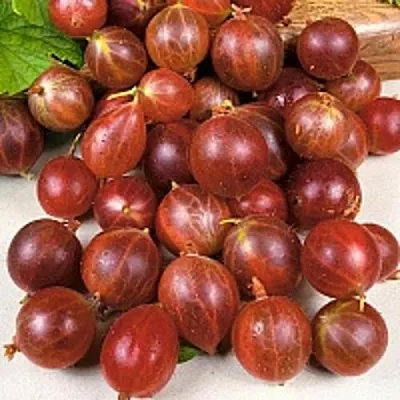 Крыжовник ОЛАВИ (ХИННОНМАЕН ПУНАЙНЕН) в Пскове