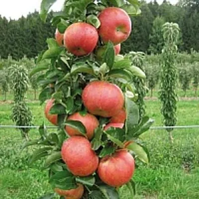 Яблоня ЯНТАРНОЕ ОЖЕРЕЛЬЕ колонновидная  Яблоня ЯНТАРНОЕ ОЖЕРЕЛЬЕ колонновидная в Пскове