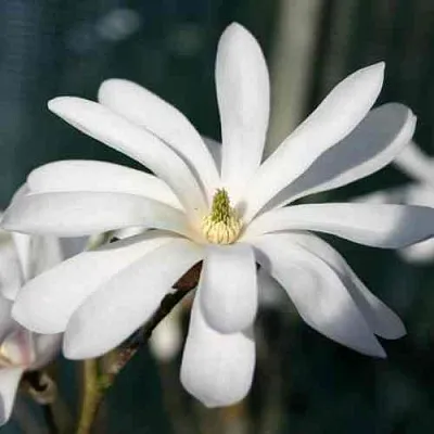 Магнолия РОЯЛ СТАР  Магнолия РОЯЛ СТАР в Пскове