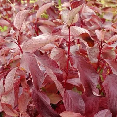 Дерен КРАСНЫЙ  Дерен КРАСНЫЙ в Пскове