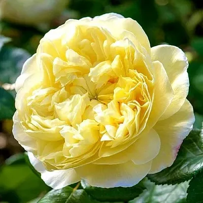 Саженцы роз ЧАРЛЬЗ ДАРВИН английская в Пскове