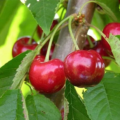 Черешня 15-26-5  Черешня 15-26-5 в Пскове