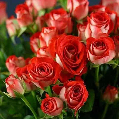 Саженцы роз ЗОДИАК спрей в Пскове