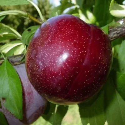 ШАРАФУГА  ШАРАФУГА в Пскове