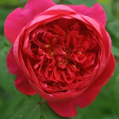 Саженцы роз БЕНДЖАМИН БРИТТЕН шраб  Саженцы роз БЕНДЖАМИН БРИТТЕН шраб в Пскове