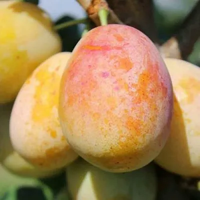 АПРИМИРА  АПРИМИРА в Пскове