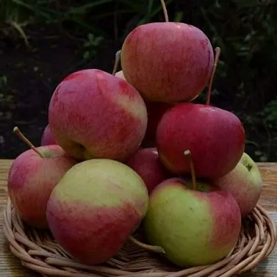 Яблоня РОДНИКОВАЯ  Яблоня РОДНИКОВАЯ в Пскове