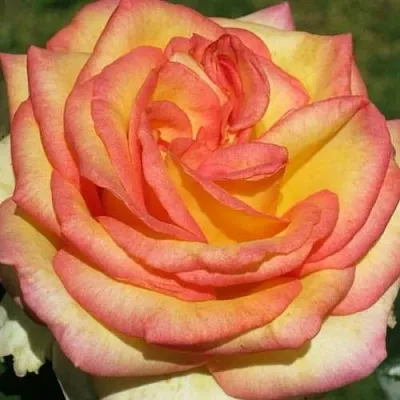 Саженцы роз АМАЗОНКА чайно-гибридная в Пскове