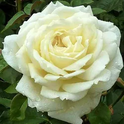 Саженцы роз ЖАННА МОРО чайно-гибридная в Пскове