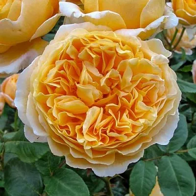 Саженцы роз БЕАТРИС английская в Пскове