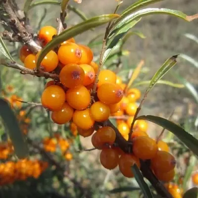 Облепиха СУДАРУШКА в Пскове