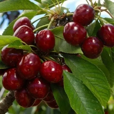 Черешня ЛАПИНС — описание сорта Черешня ЛАПИНС в Пскове