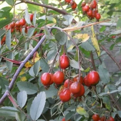 Саженцы роз сизая — описание сорта Саженцы роз сизая в Пскове