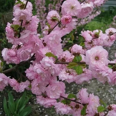 Миндаль ТРЁХЛОПАСТНЫЙ (луизеания)  Миндаль ТРЁХЛОПАСТНЫЙ (луизеания) в Пскове