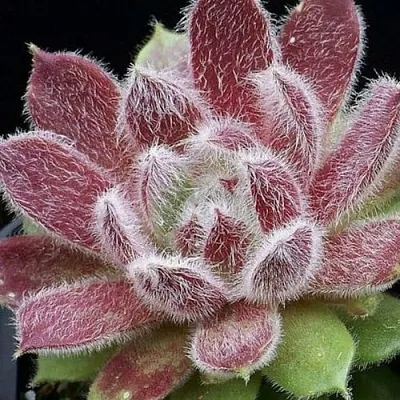 Молодило ТАРАНТУЛА в Пскове