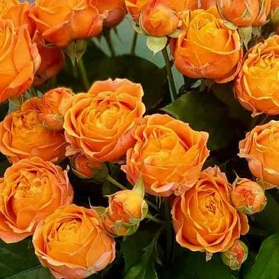 Саженцы роз КОРАЛ БАБЛС спрей в Пскове