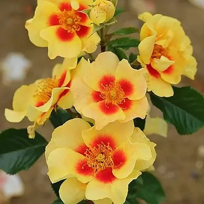 Саженцы роз АЙ ОФ ЗЕ ТАЙГЕР флорибунда в Пскове