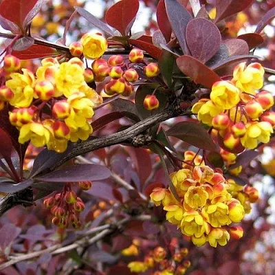 Барбарис СУПЕРБА оттавский   Барбарис СУПЕРБА оттавский  в Пскове