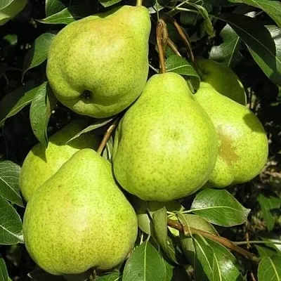 Груша АВГУСТОВСКАЯ РОСА  Груша АВГУСТОВСКАЯ РОСА в Пскове