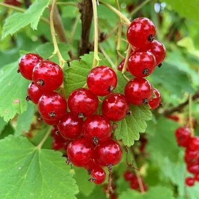 Смородина красная МААРСЕС ПРОМИНЕНТ в Пскове