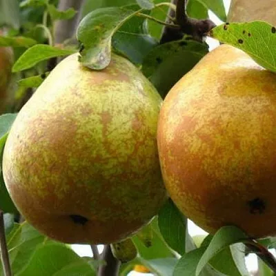 Груша БЕЛОРУСКА  Груша БЕЛОРУСКА в Пскове